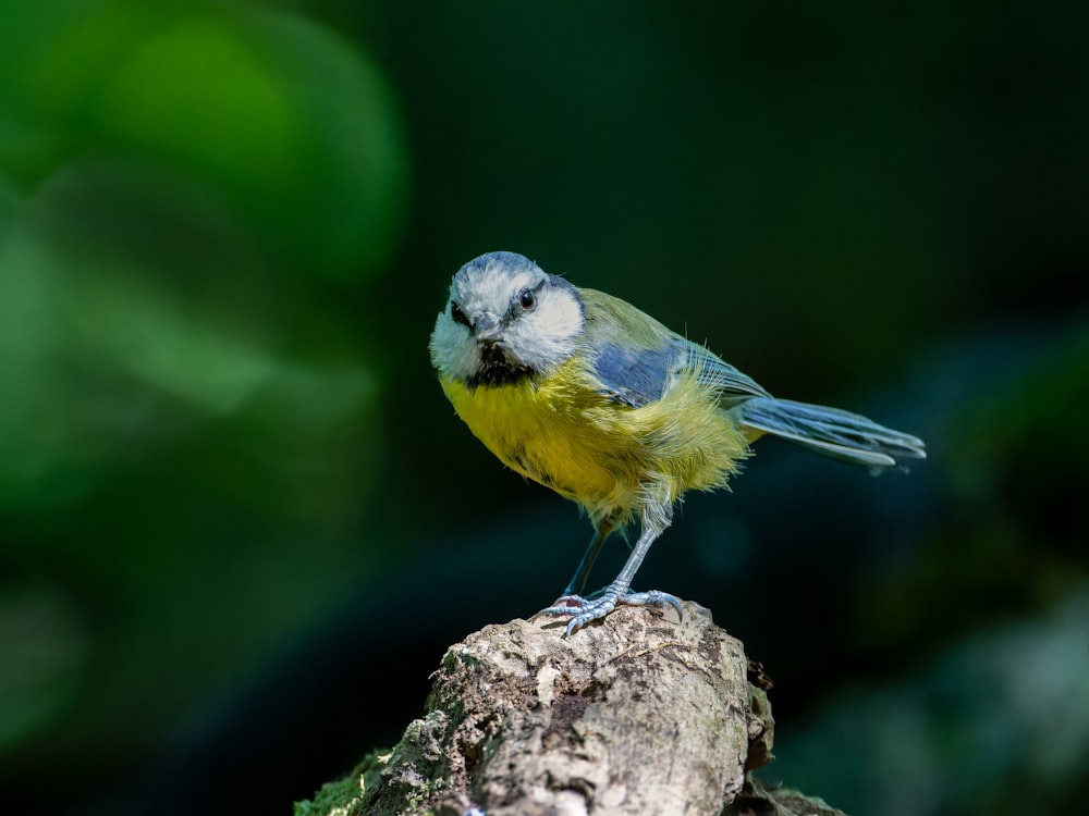 a small blue and yellow bird perched on a tree stump