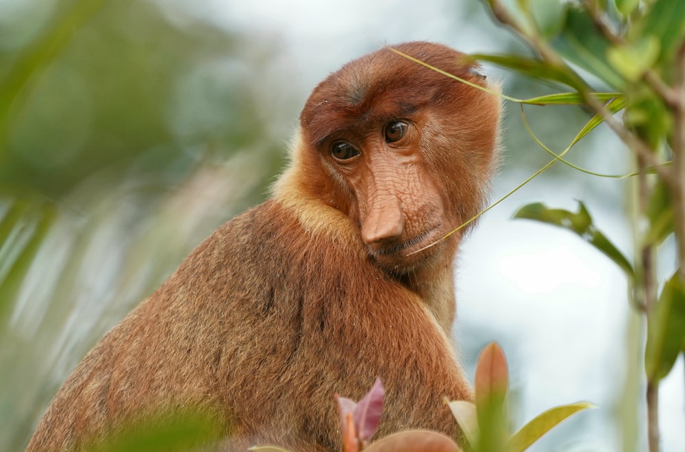 a close up of a monkey in a tree