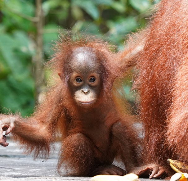 a baby oranguel standing next to an adult oranguel