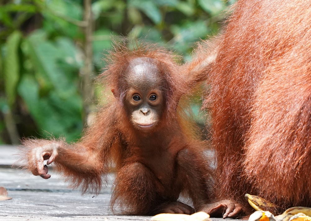 a baby oranguel standing next to an adult oranguel