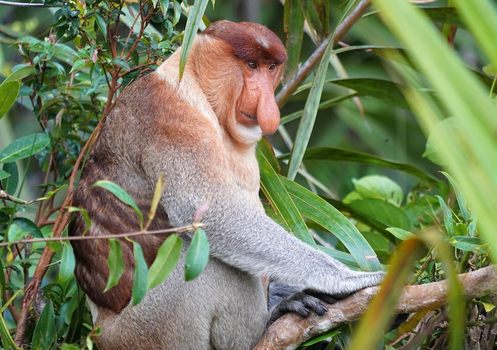 a close up of a monkey on a tree branch