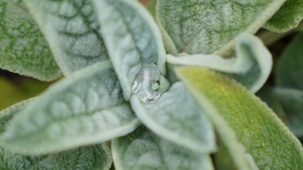 a close up of a green leaf with water droplets