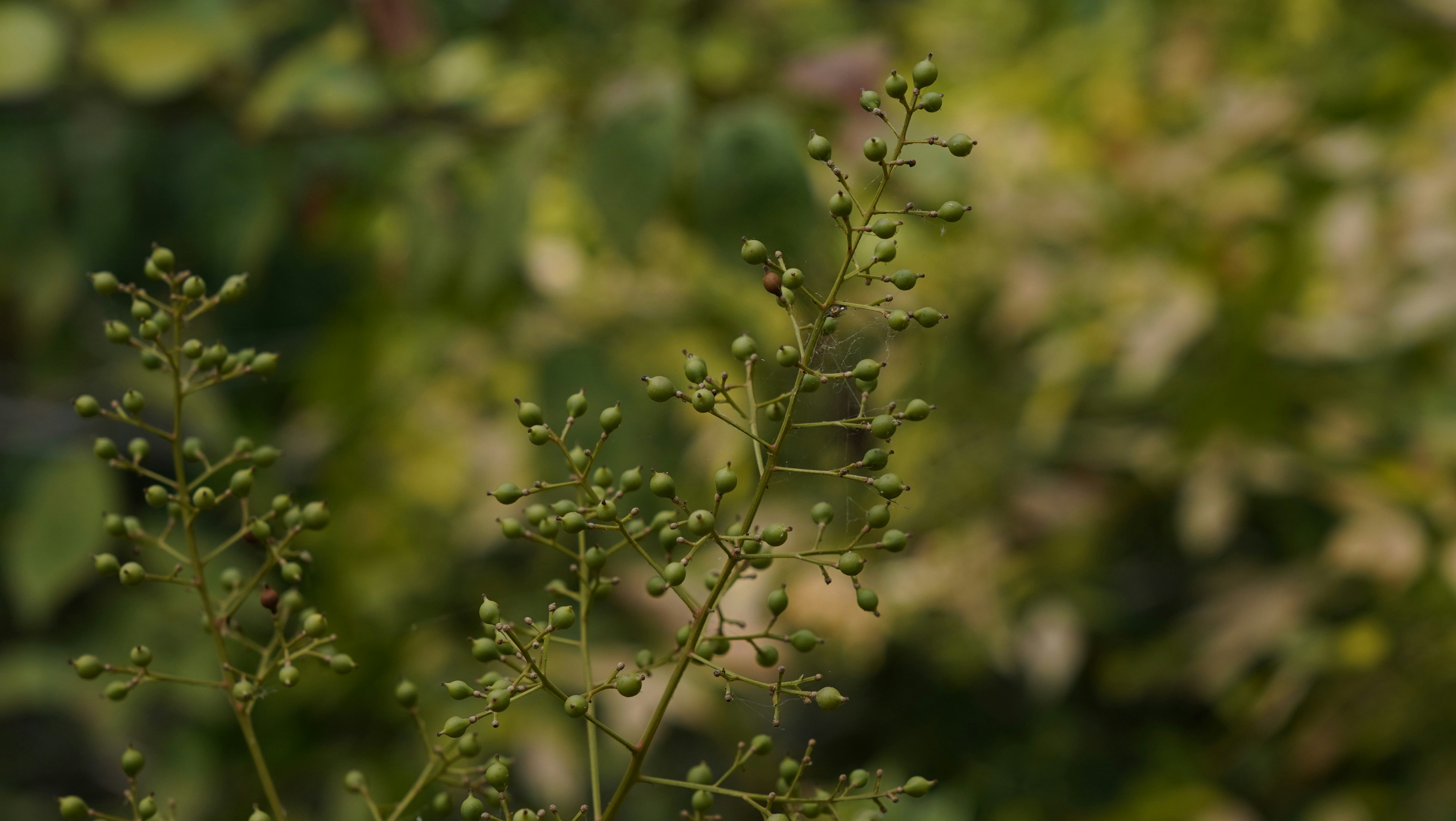 Photo by balianroberts