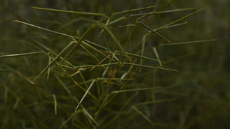 Artistic shot capturing the essence of connected growth with ingredient samples and global supply chain imagery.