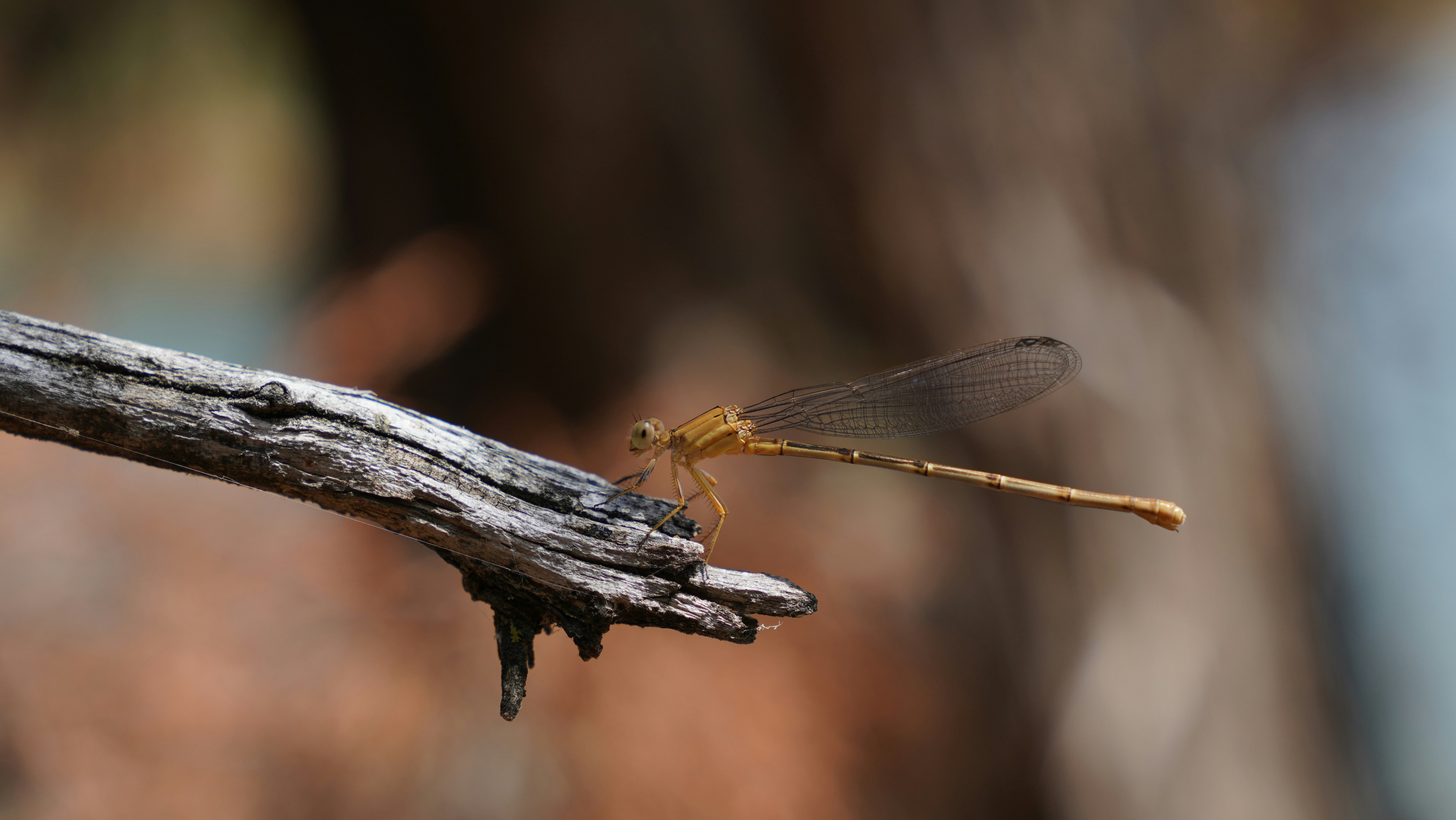 Photo by balianroberts