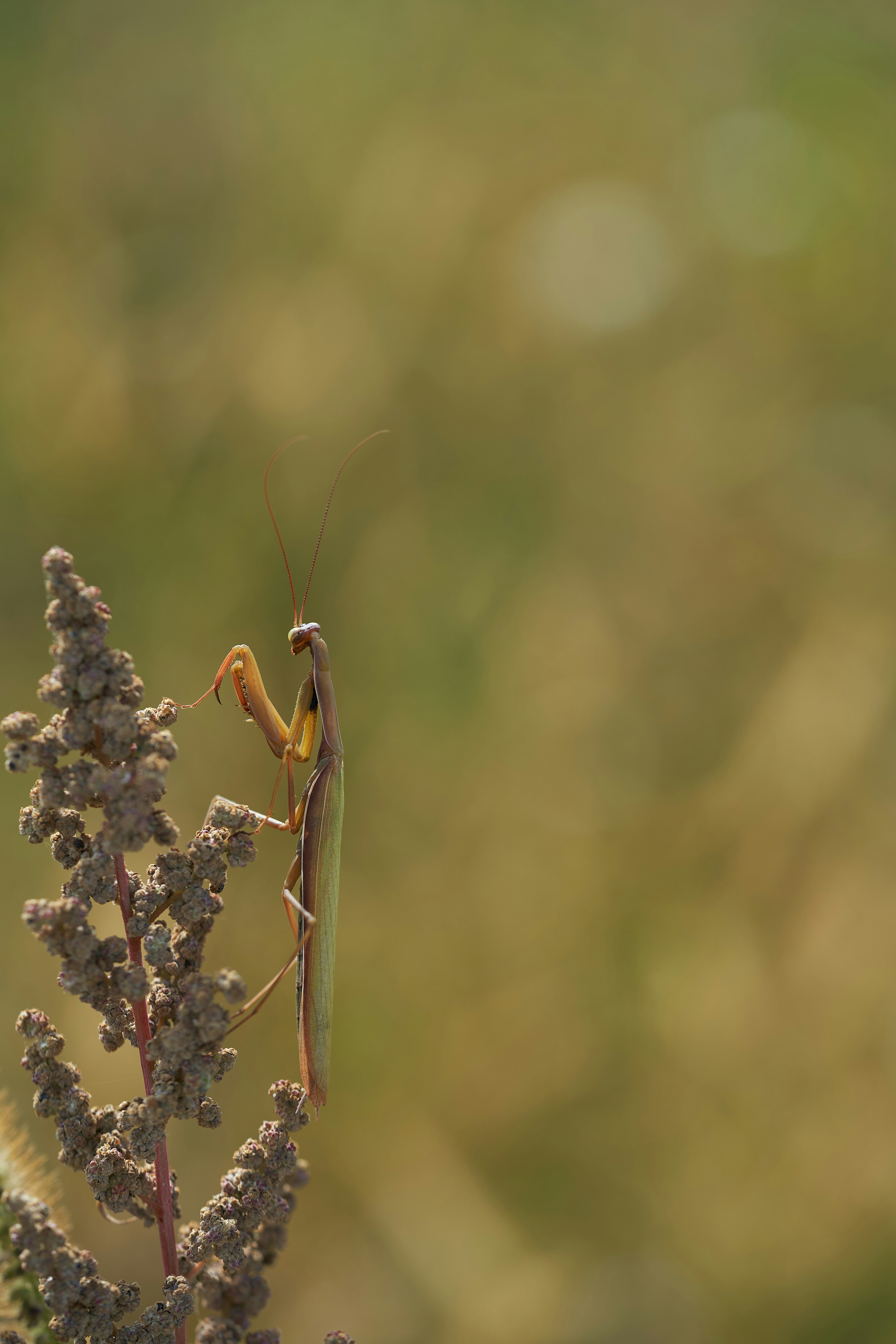 Photo by wolfgang_hasselmann