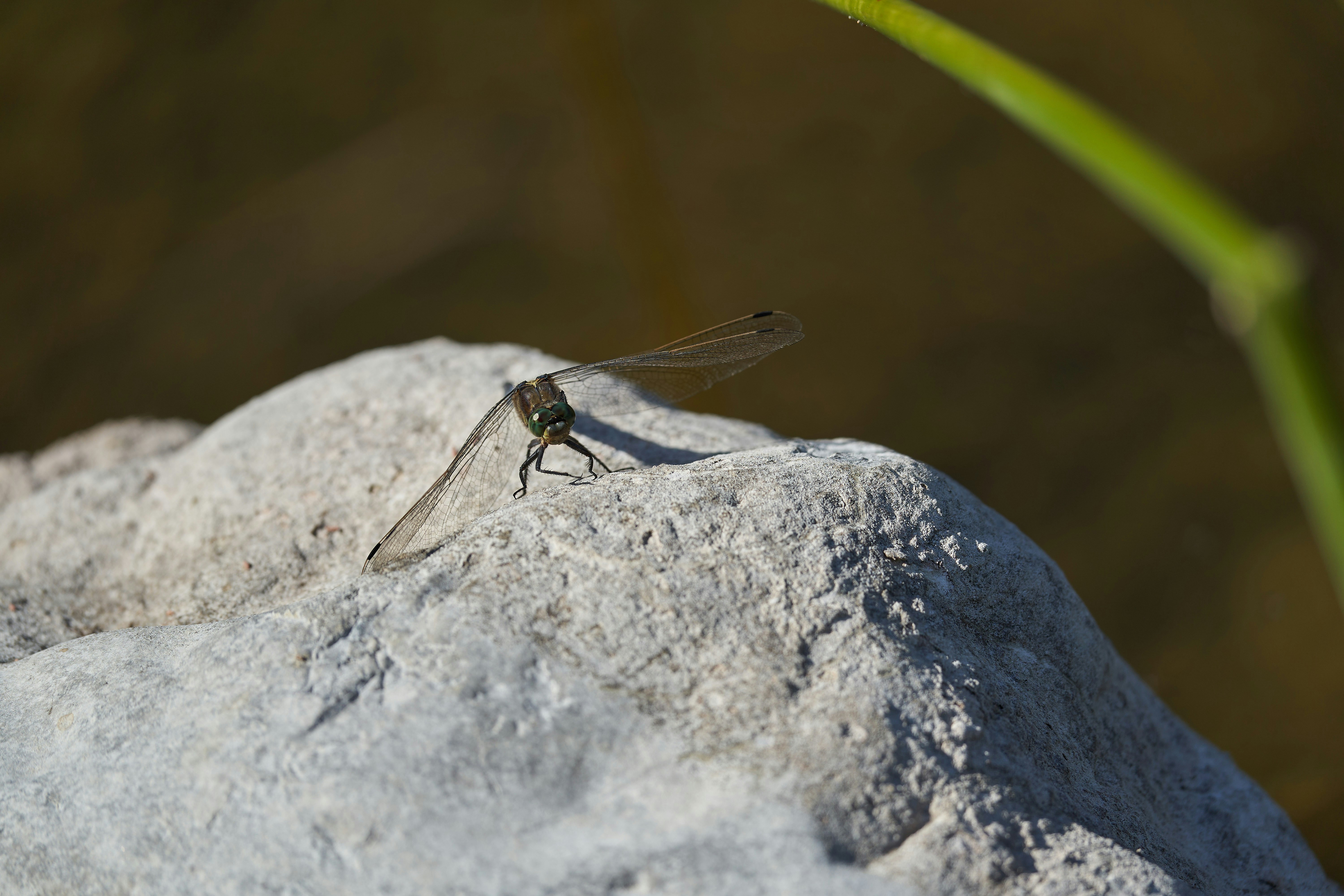 Photo by wolfgang_hasselmann