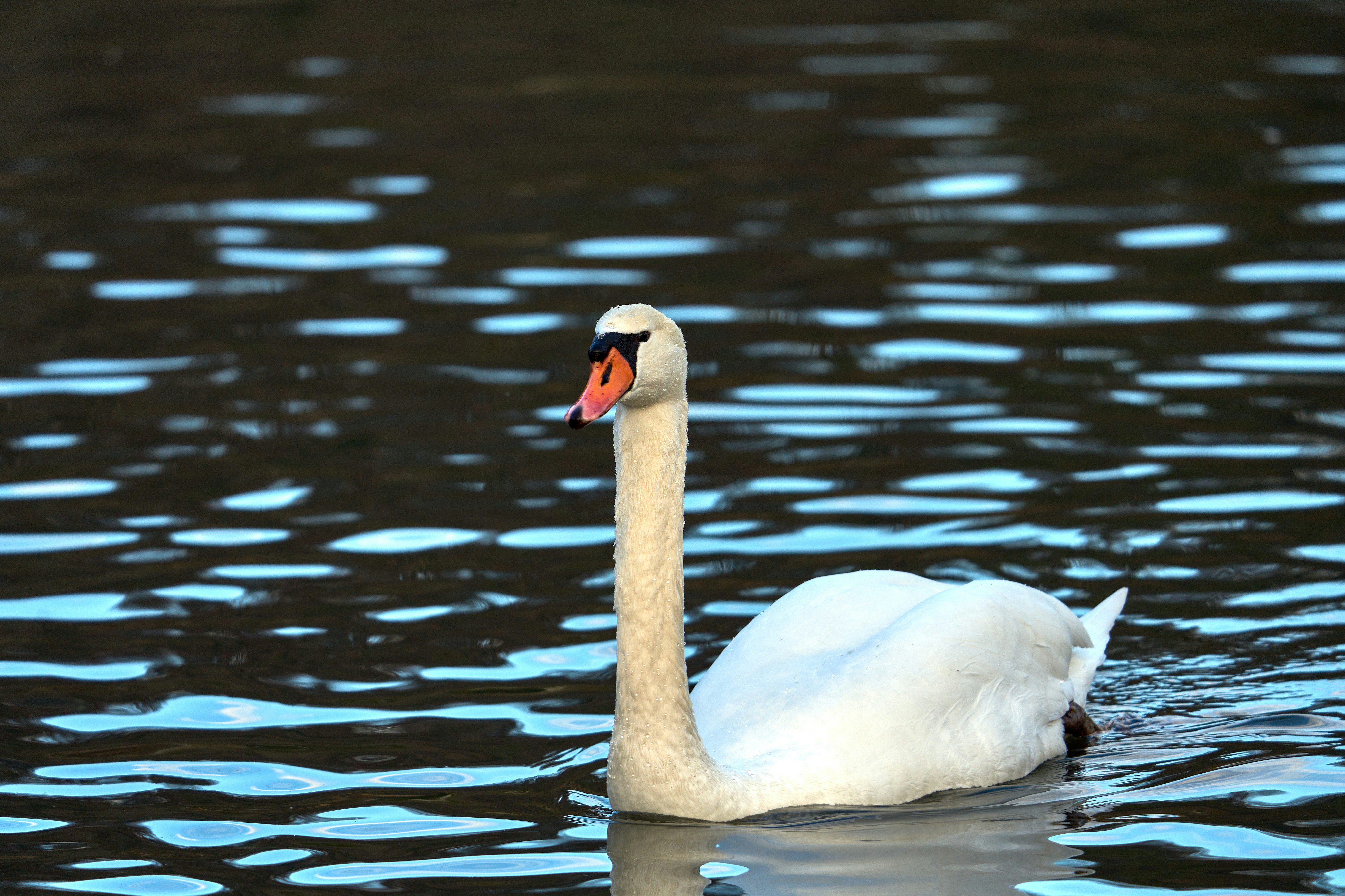 Photo by wolfgang_hasselmann