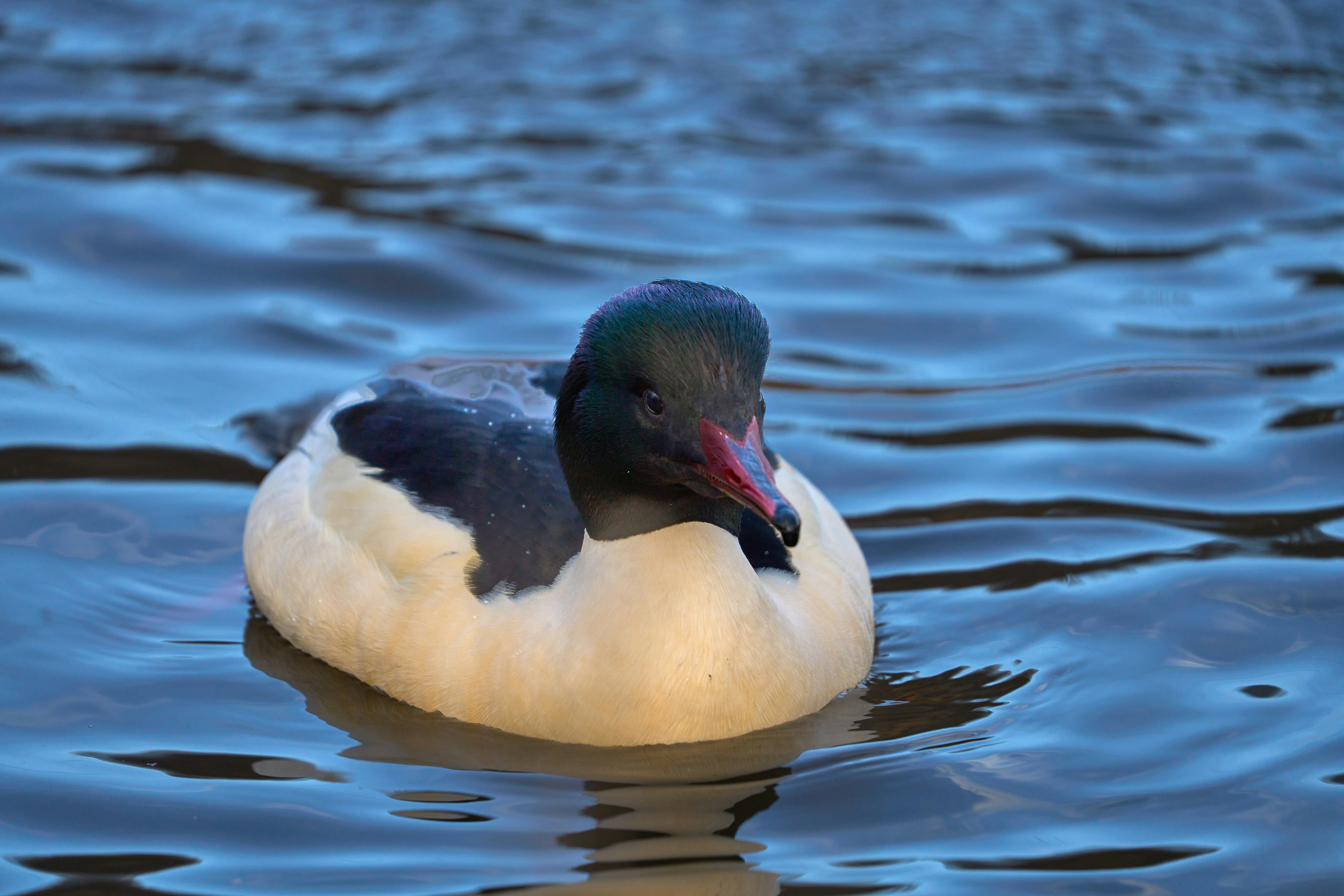 Photo by wolfgang_hasselmann