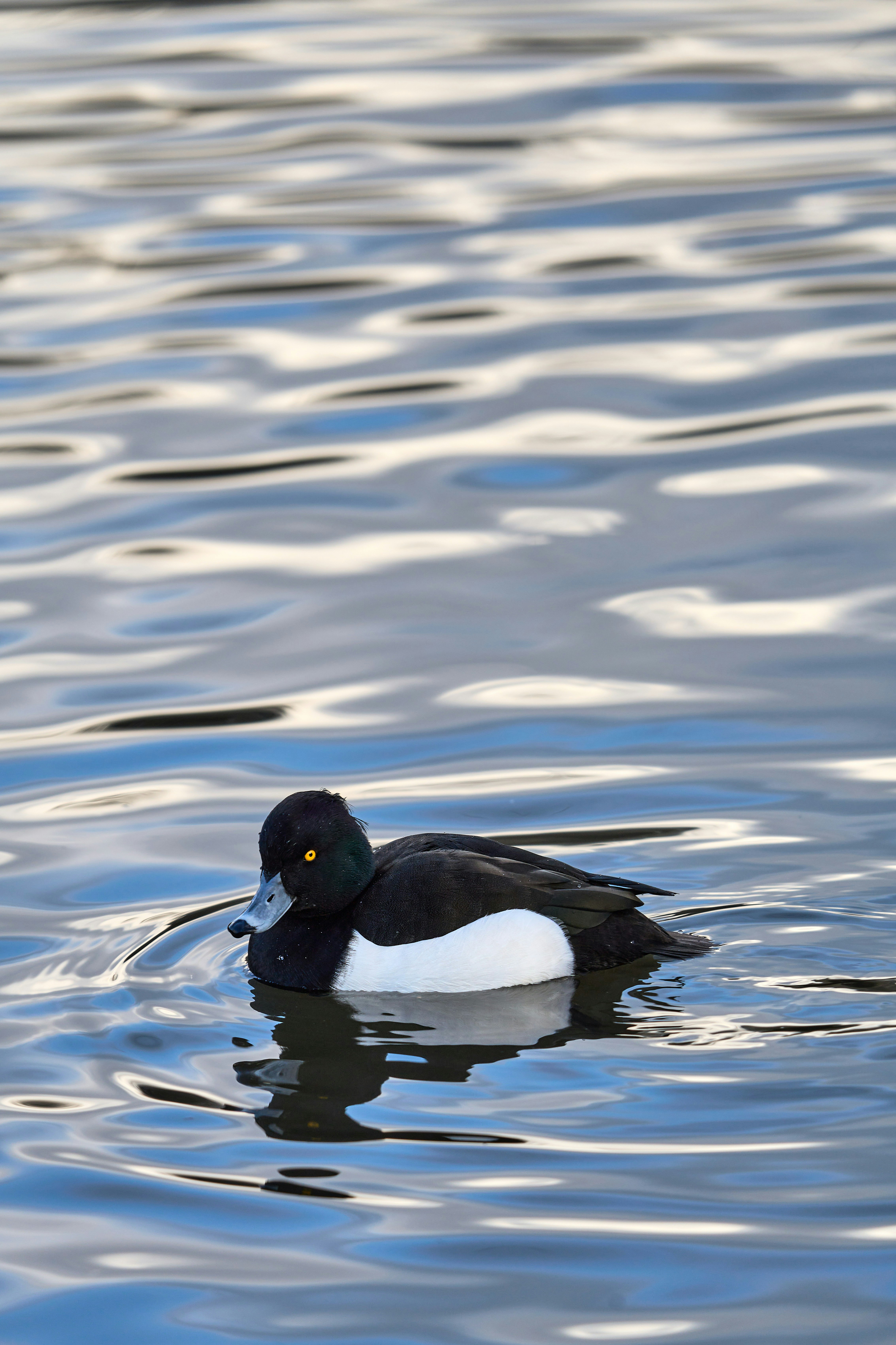 Photo by wolfgang_hasselmann