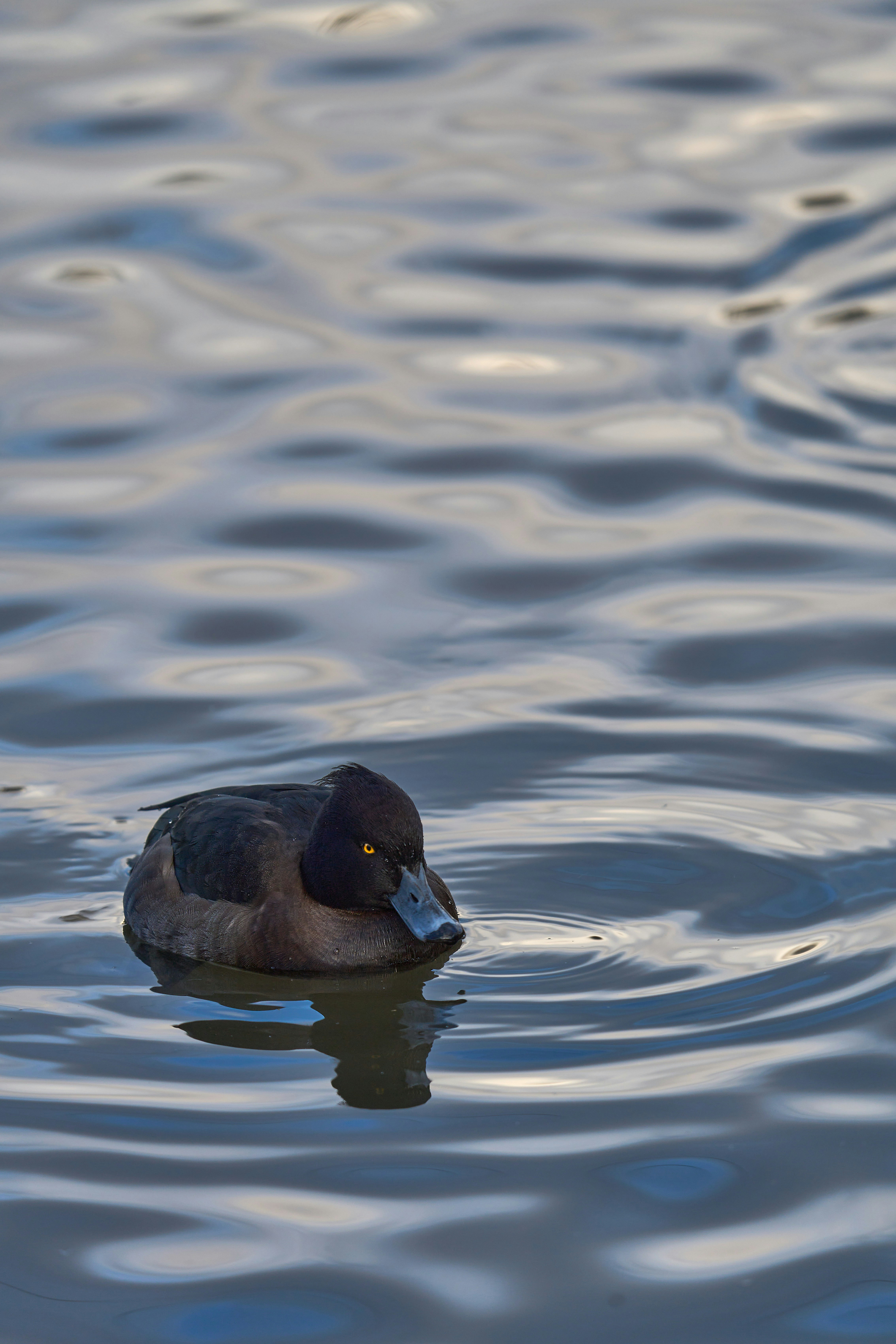 Photo by wolfgang_hasselmann