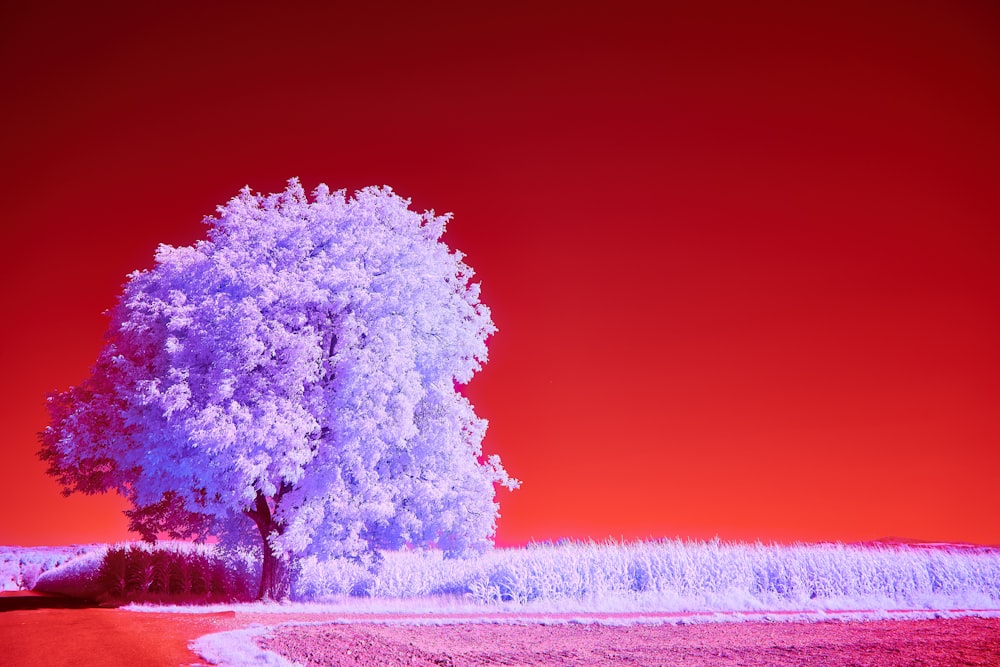 a tree in a field with a red sky in the background