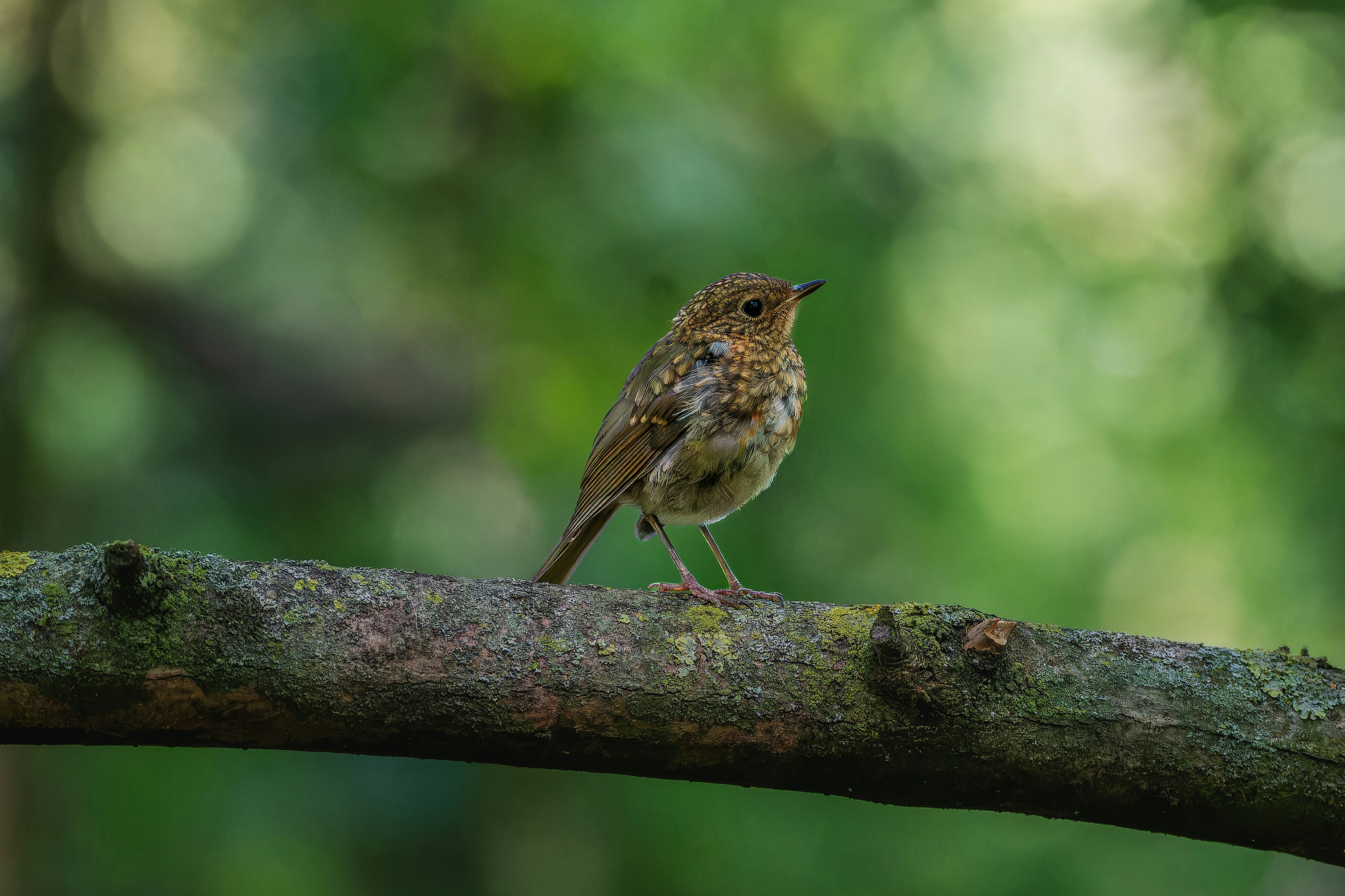 Photo by siegfriedpoepperl