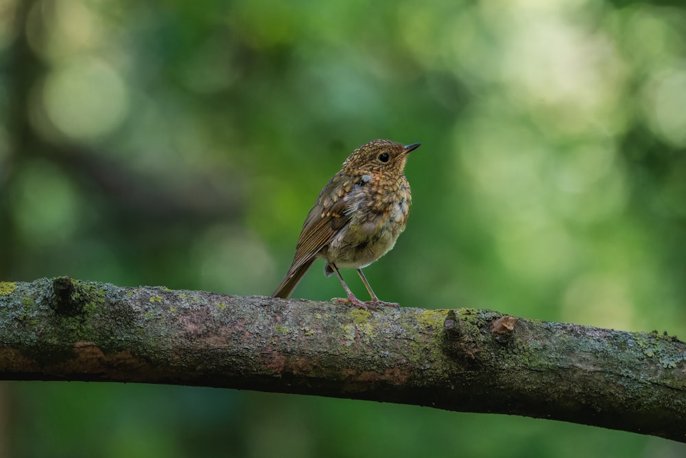 a small bird perched on a tree branch