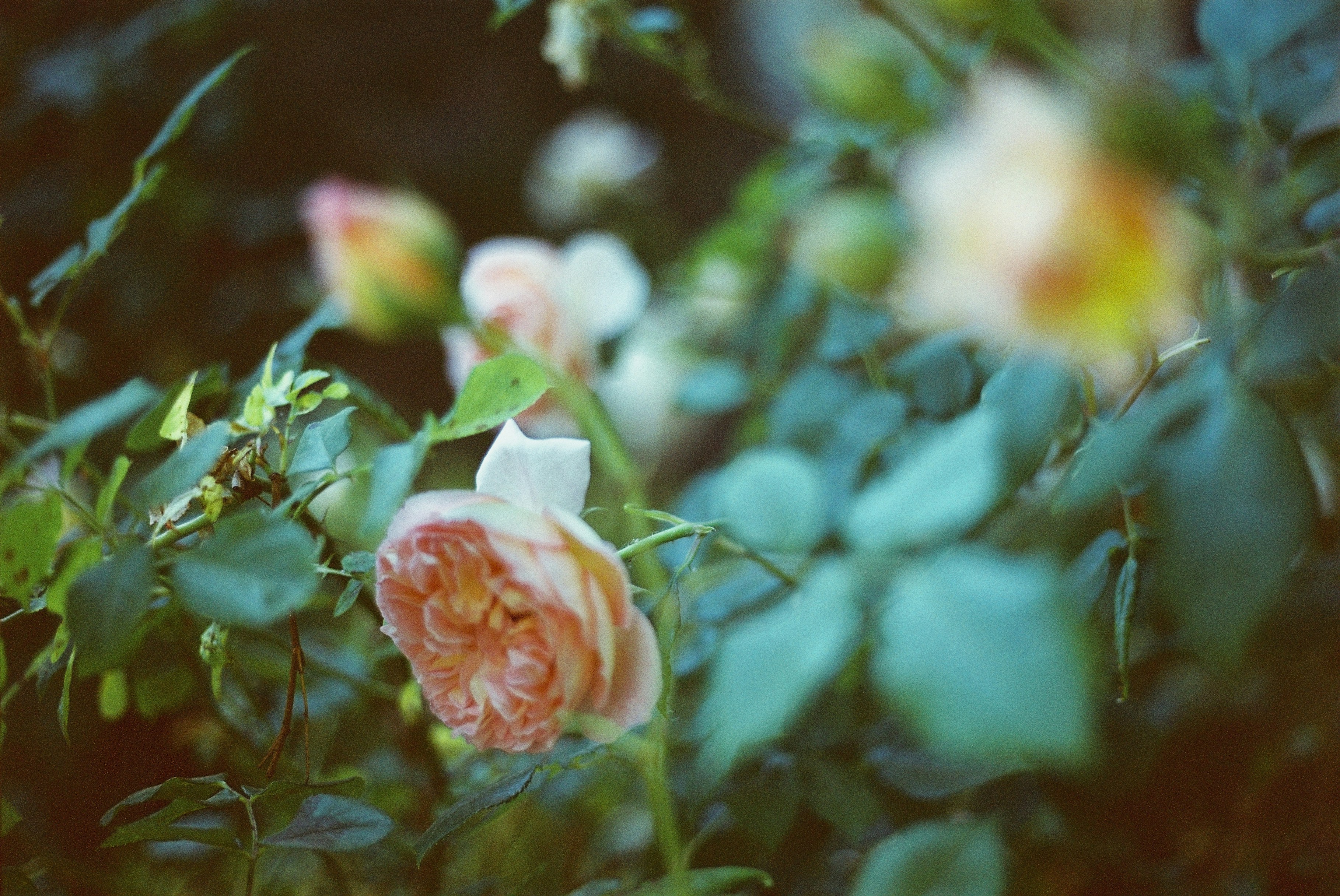 Photo by shnipelson