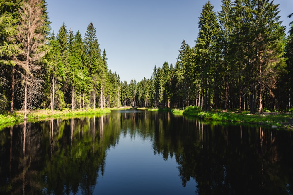 a body of water surrounded by trees and grass