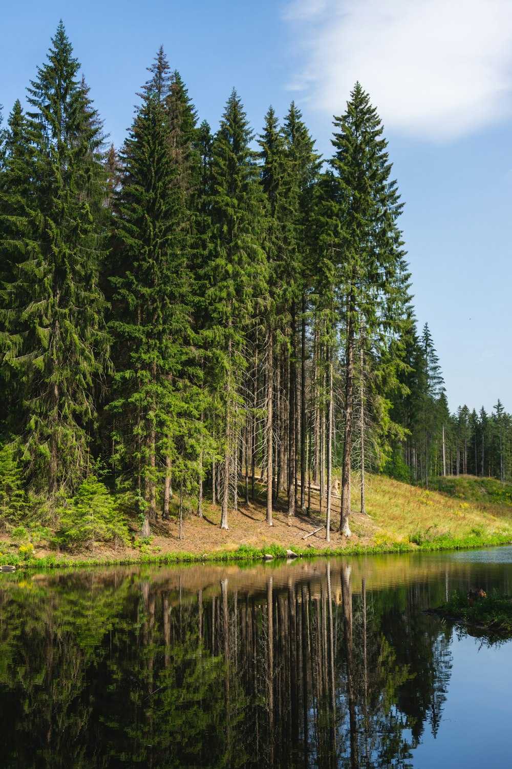 a body of water surrounded by trees and grass