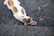 A cat with white, orange, and brown patches is eating a piece of raw meat on a wet, textured, dark stone surface.