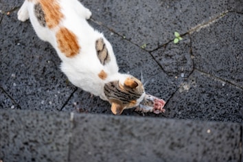 A cat with white, orange, and brown patches is eating a piece of raw meat on a wet, textured, dark stone surface.