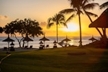 An inviting beachfront Airbnb nestled among palm trees at sunset.