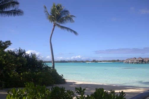 A tranquil tropical beach scene with a tall palm tree leaning slightly toward a turquoise lagoon. Thatched overwater bungalows sit on stilts above the lagoon, with a backdrop of lush greenery and a distant shoreline. The sky is mostly clear, bathed in warm sunlight.