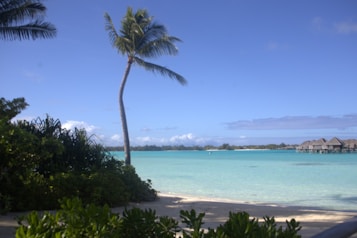 A tranquil tropical beach scene with a tall palm tree leaning slightly toward a turquoise lagoon. Thatched overwater bungalows sit on stilts above the lagoon, with a backdrop of lush greenery and a distant shoreline. The sky is mostly clear, bathed in warm sunlight.