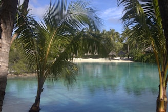 A serene beach with palm trees and clear water under a bright blue sky.