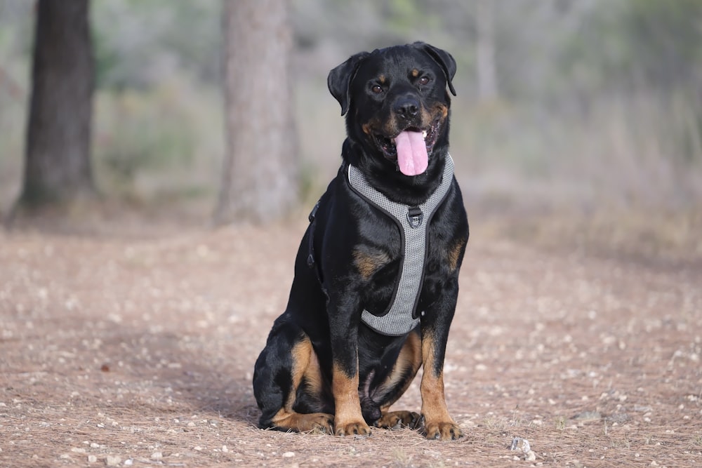 a black and brown dog sitting on a dirt road