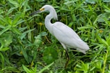 A white egret is standing amidst lush green aquatic plants, surrounded by leaves and vegetation typical of a wetland environment.