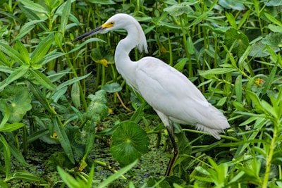 A white egret is standing amidst lush green aquatic plants, surrounded by leaves and vegetation typical of a wetland environment.