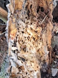 A close-up view of heavily decayed wood, revealing intricate patterns of tunnels and holes created by insects or natural decomposition. The texture of the wood is rough and the colors range from light tan to dark brown.