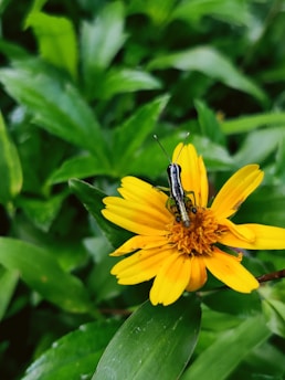 A small black and white insect is perched on the vibrant yellow petals of a daisy-like flower. The background is filled with lush green leaves, creating a natural setting.