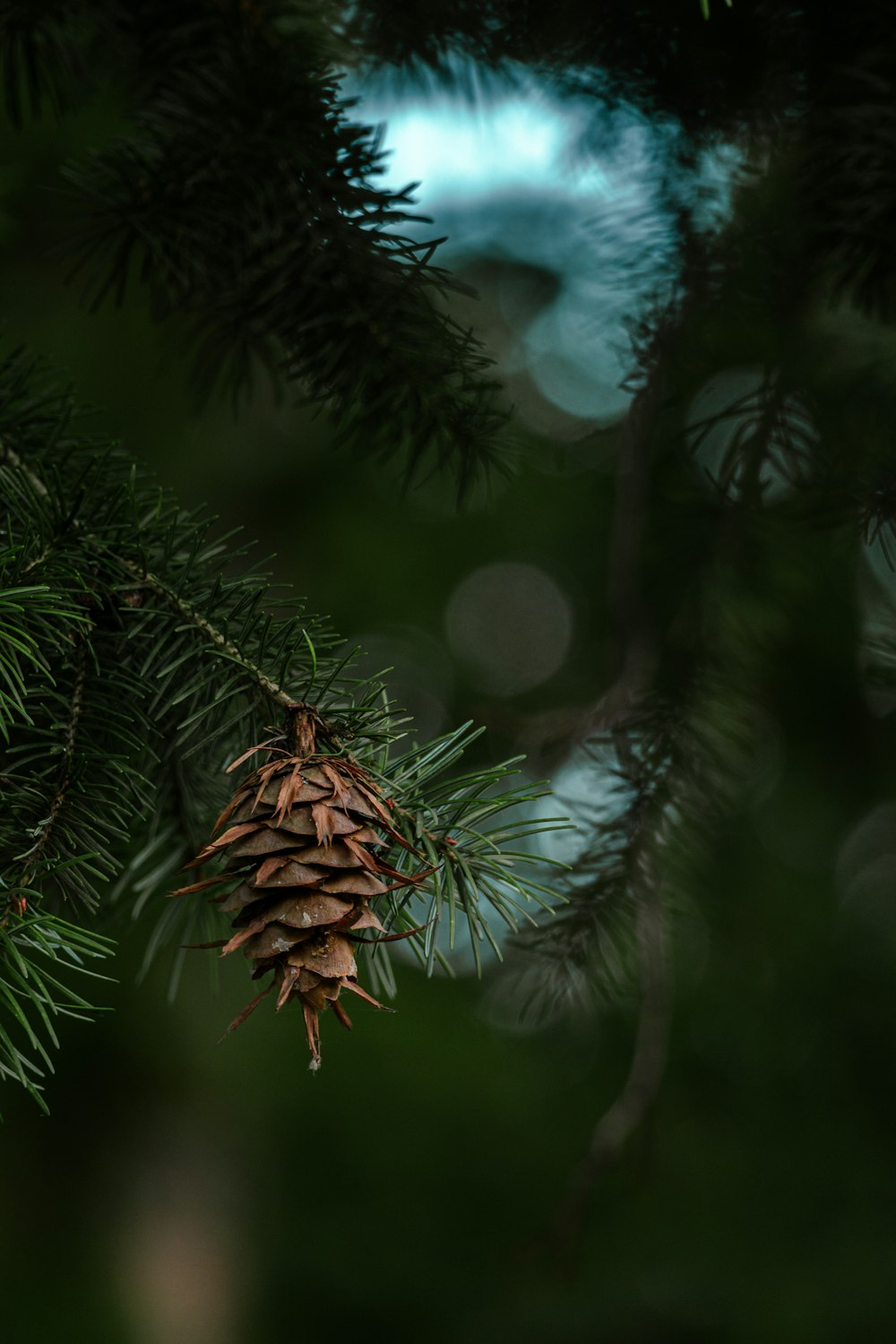 a pine cone hanging from a pine tree