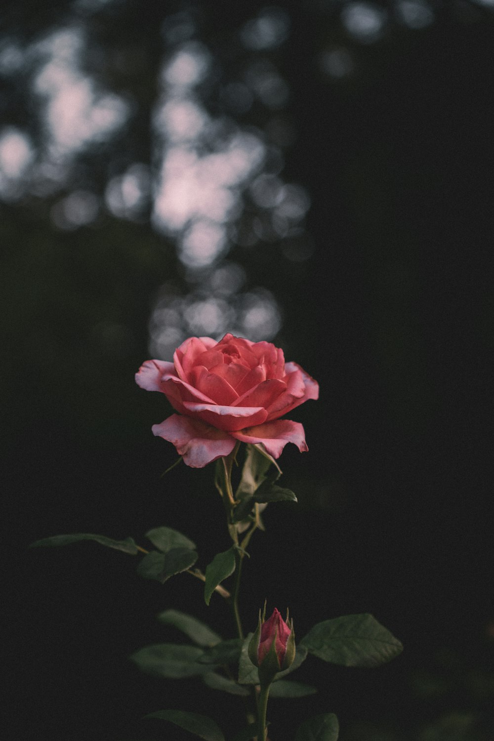 a single pink rose sitting in the middle of a forest