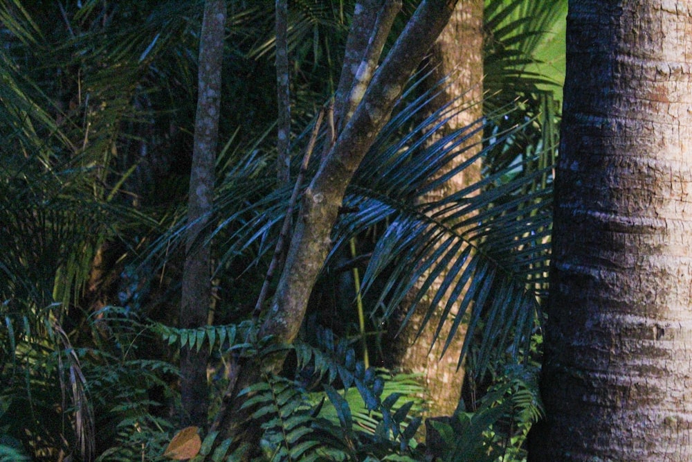 a giraffe standing next to a palm tree in a forest