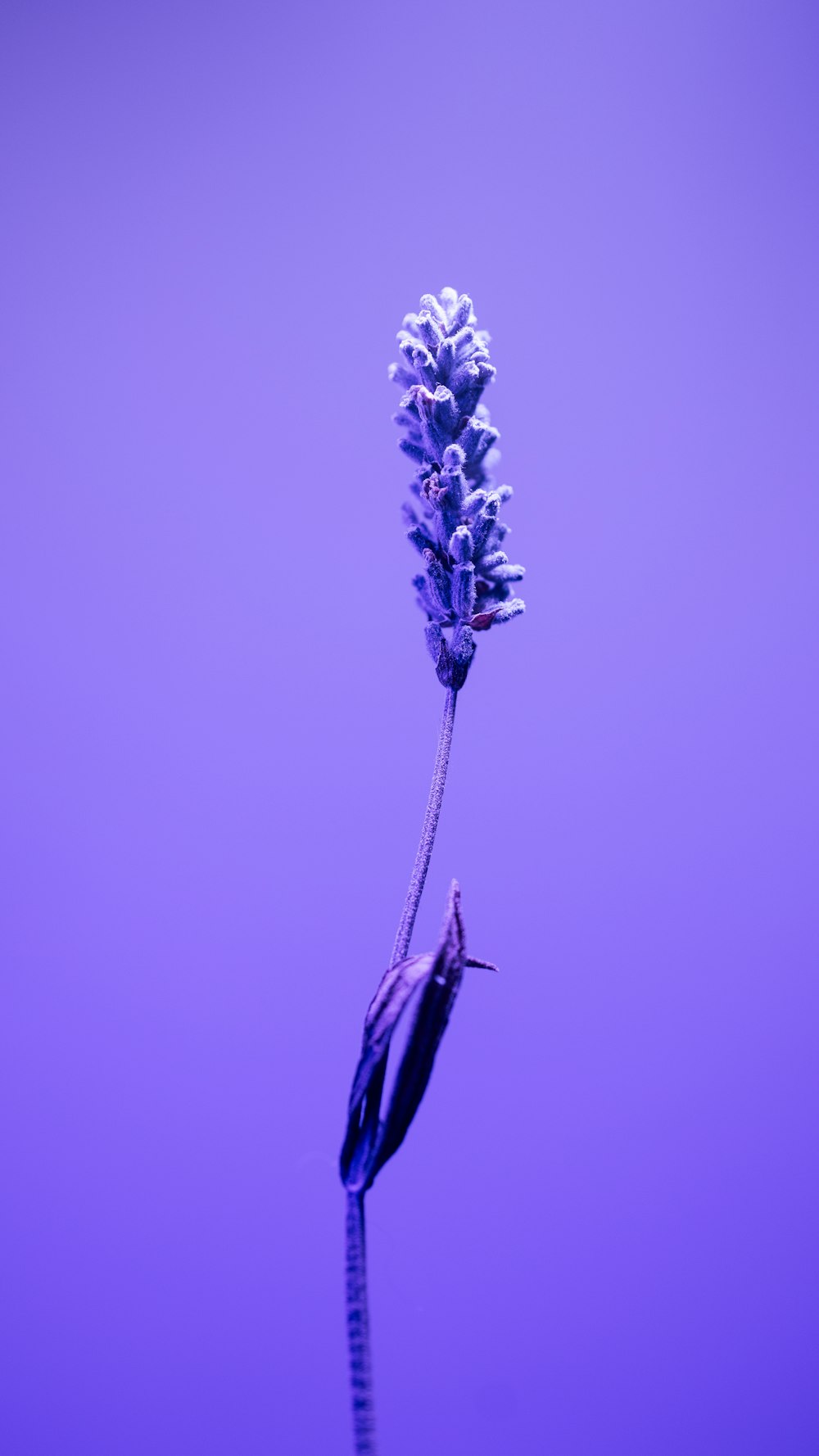 a purple flower with a purple background