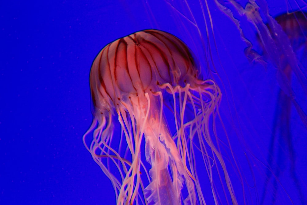 a close up of a jellyfish in an aquarium