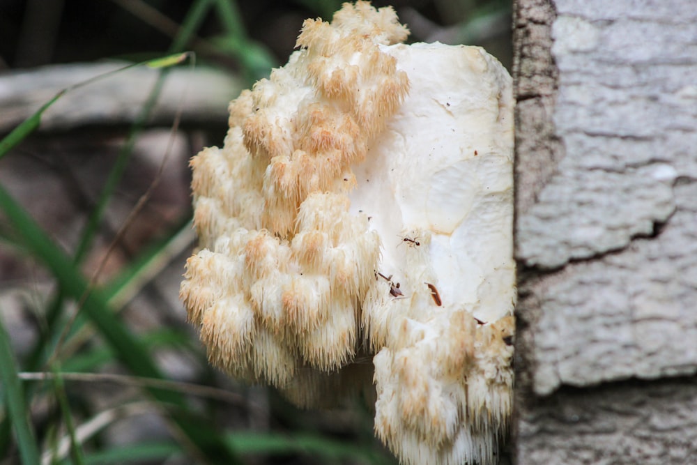 a close up of a bunch of white flowers on a tree