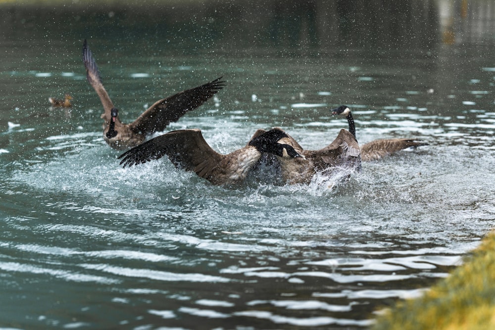 a couple of birds that are in the water