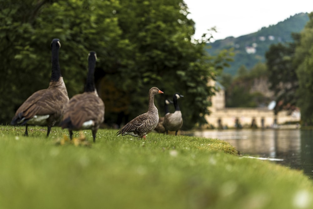 a group of ducks standing on top of a lush green field