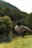 A Canada goose stands on a patch of grass near water, with a forested mountain in the background. The lighting is soft and natural, highlighting the goose's distinctive black head and white cheek patch.
