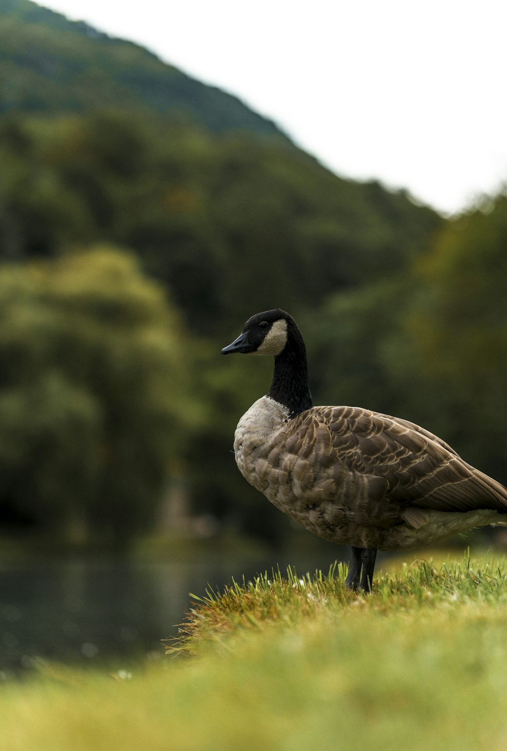 a duck is standing on the grass by the water