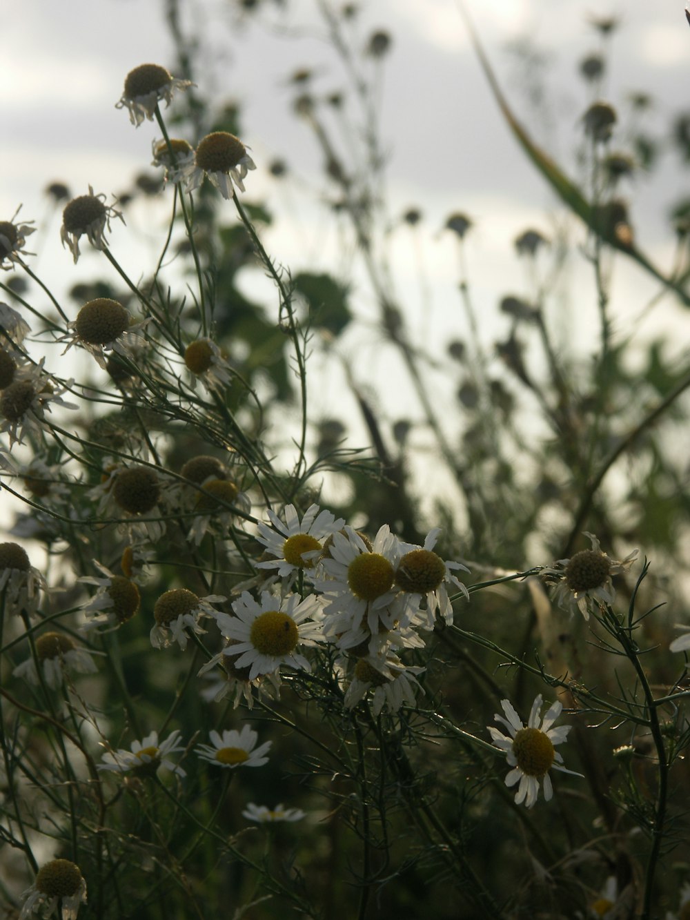 a bunch of flowers that are in the grass