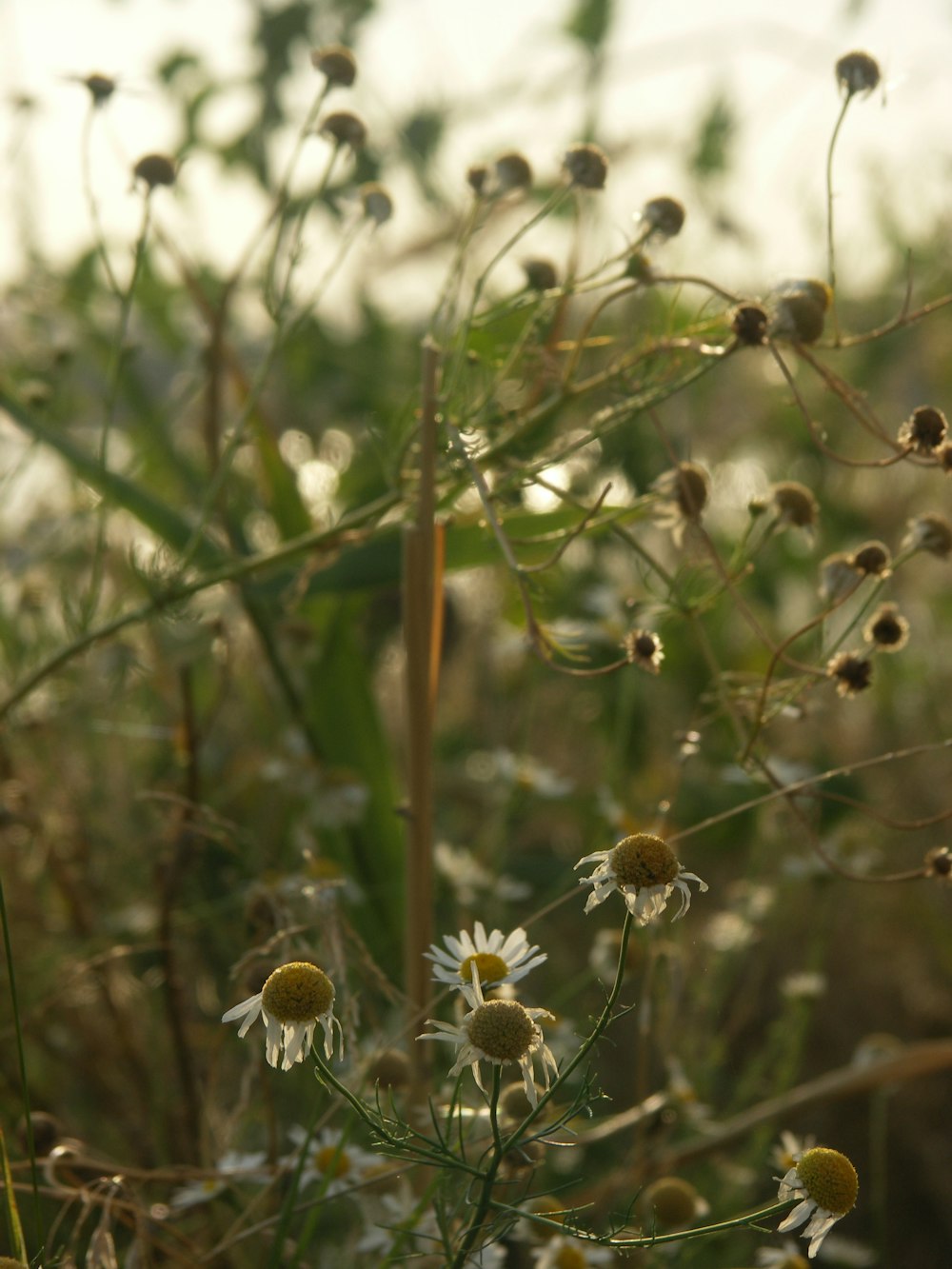 a bunch of wild flowers in a field