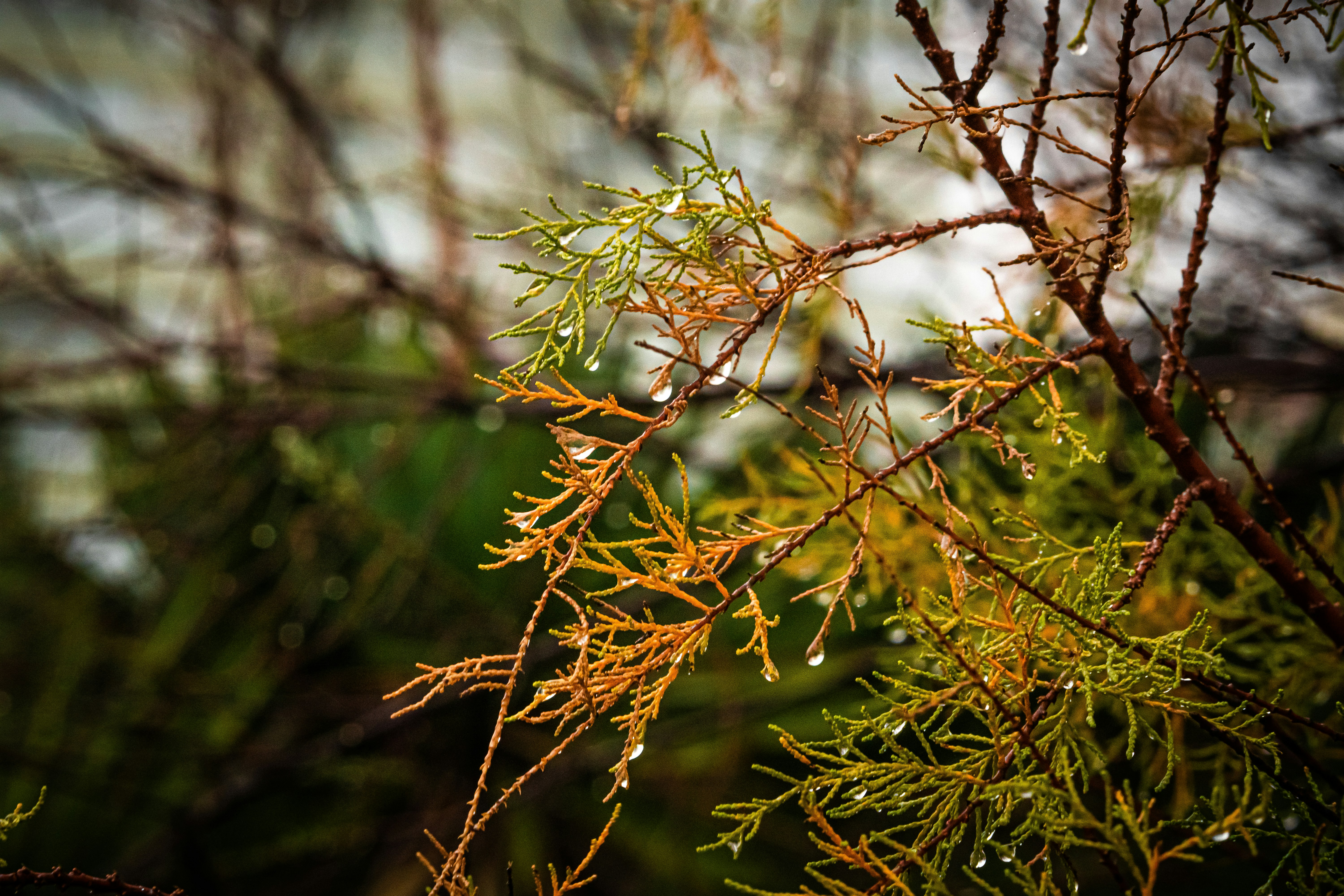 How Low Oxygen Levels Affect Multiple Sclerosis Symptoms