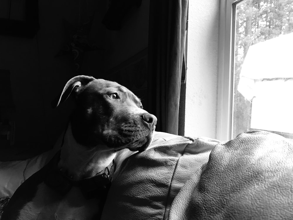 a black and white photo of a dog sitting on a couch