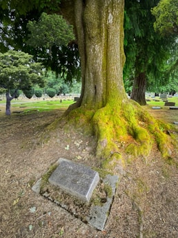 a tree with moss growing on it in a park