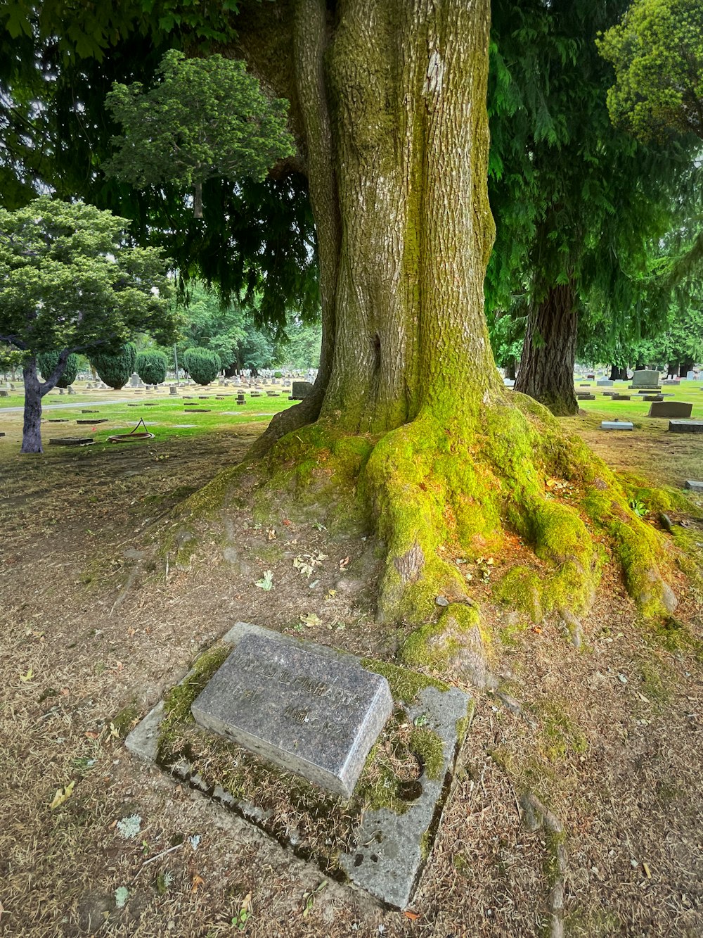 a tree with moss growing on it in a park