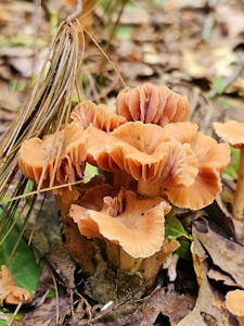 Wildcrafted Mushroom Blend