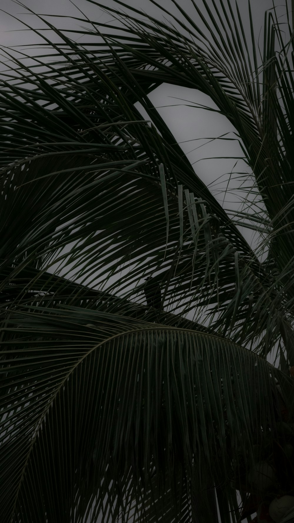 a palm tree is shown with the sky in the background